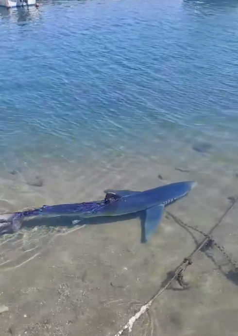 Nel porticciolo c'è uno squalo di 3 metri tra le barche, il video dei diportisti