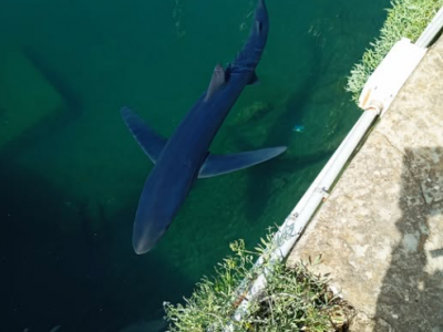 Nel porticciolo di Trieste c'è uno squalo azzurro di 2 metri tra le barche