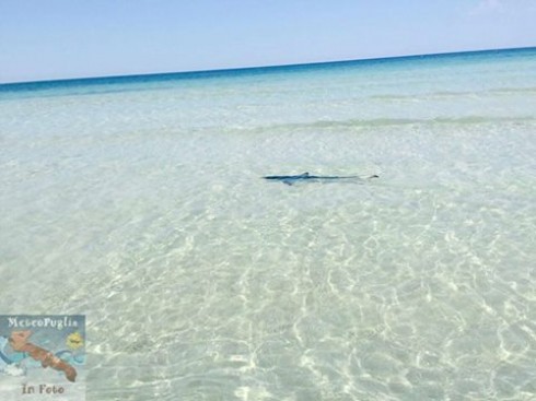 verdesca porto cesareo verdesca porto cesareo