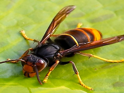Punto da una grande vespa va in choc anafilattico e muore