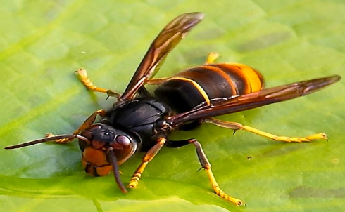 Punto da una grande vespa va in choc anafilattico e muore