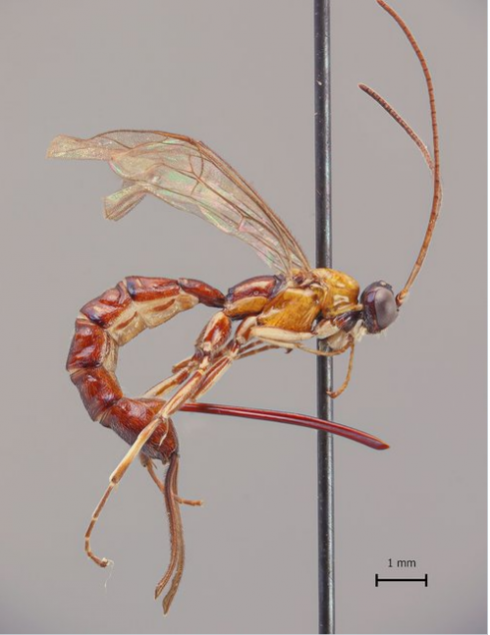 Scoperta una nuova specie di vespa.