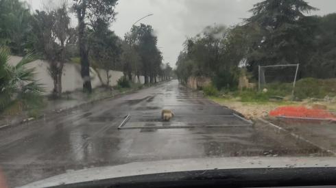 Cede il manto stradale e qualche ben pensante segnala il pericolo ponendo di traverso sulla carreggiata una transenna metallica con due blocchi di cemento