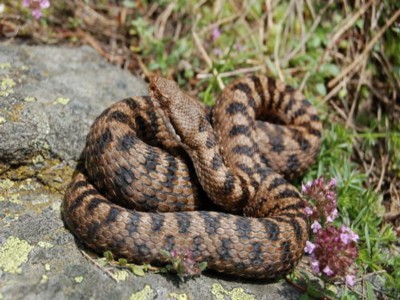 vipera Walser