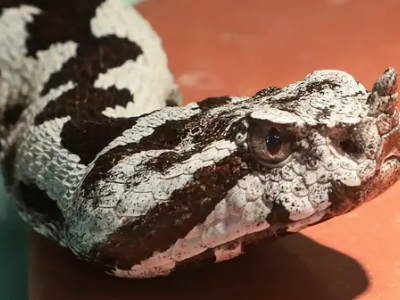 Shock in Istria: tre casi di morsi di vipera in pochi giorni! 