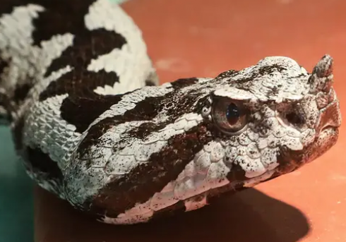 Shock in Istria: tre casi di morsi di vipera in pochi giorni! 