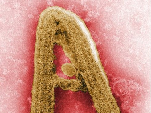 virus virus