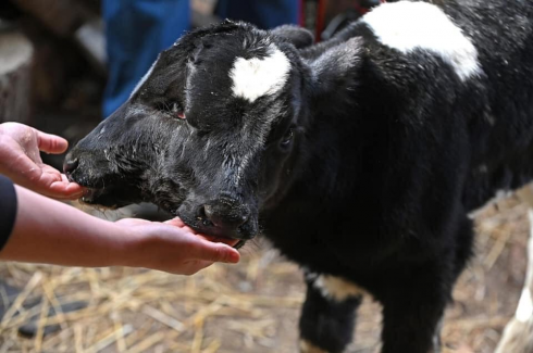 Mistero sul vitello con due teste nel villaggio dei Balcani.