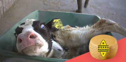 Essere Animali, Organizzazione per i Diritti Animali, ha realizzato immagini shock