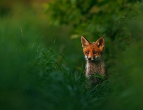 Le immagini terrificanti riprese da un drone di una battuta di caccia alla volpe nel Regno Unito. 