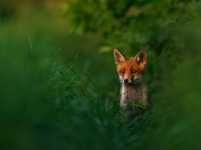 Le immagini terrificanti riprese da un drone di una battuta di caccia alla volpe nel Regno Unito. 