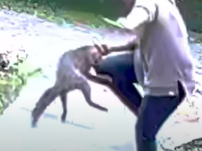 La volpe attacca una donna – VIDEO