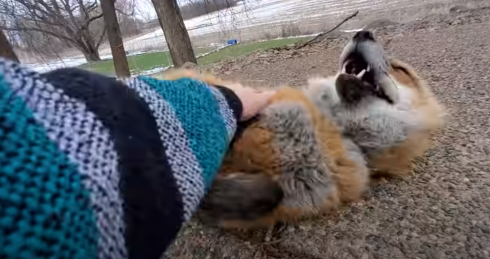 Boom di clic su internet per la volpe che ride - VIDEO