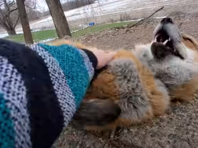 Boom di clic su internet per la volpe che ride - VIDEO