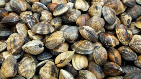 Ministero della Salute: "Nelle vongole biotossine oltre i limiti ad alta pericolosità per la salute umana"