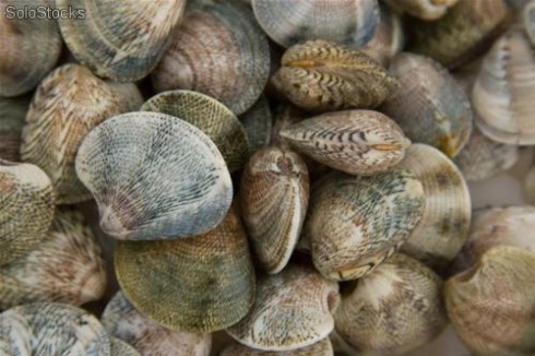 vongole di mare vongole di mare