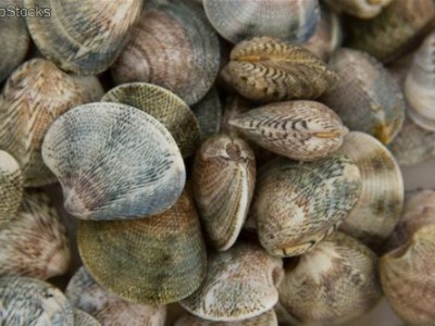 vongole di mare