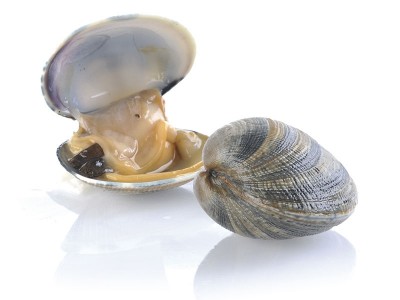 vongole veraci