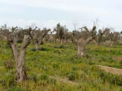 xylella olivi gallipoli