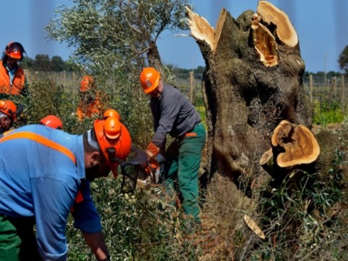 xylella