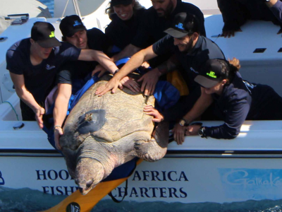 Yoshi la tartaruga "Caretta caretta" celebra la libertà con una nuotata record di 35.000 chilometri - VIDEO