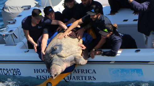 Yoshi la tartaruga "Caretta caretta" celebra la libertà con una nuotata record di 35.000 chilometri - VIDEO