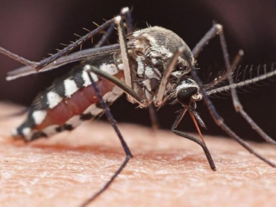 11 morti negli USA per nuovo virus propagato dalle zanzare