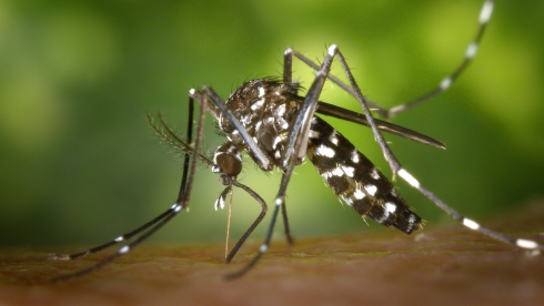 Le zanzare non ci pungono a caso