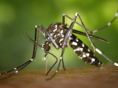 Le zanzare non ci pungono a caso