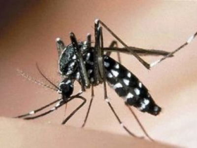 Azienda statunitense rilascerà... 2 miliardi di zanzare geneticamente modificate