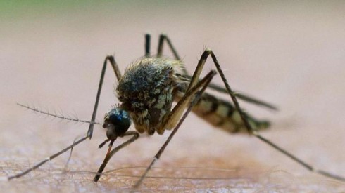 Un caso di malaria a Firenze