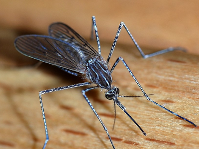 Attenzione alla zanzara giapponese. 