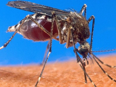 Zanzare asiatiche in Italia. La conferma della rapida diffusione dai nostri confini