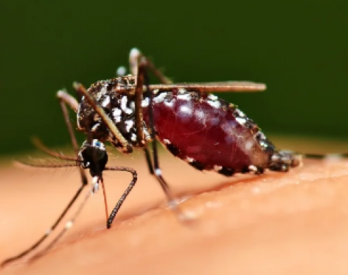 Zanzare che mutano geneticamente