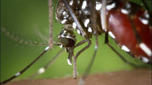 Virus Chikungunya in allarme rosso la Spagna: per la prima volta la zanzara tigre ha infettato gli esseri umani