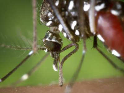 Virus Chikungunya in allarme rosso la Spagna: per la prima volta la zanzara tigre ha infettato gli esseri umani