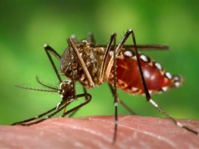zanzara chikungunya