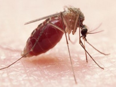 zanzara con addome gonfio dal sangue
