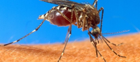 zanzara dengue zanzara dengue