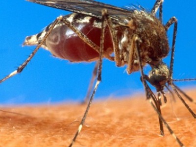 zanzara dengue