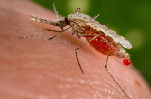 zanzara malaria zanzara malaria