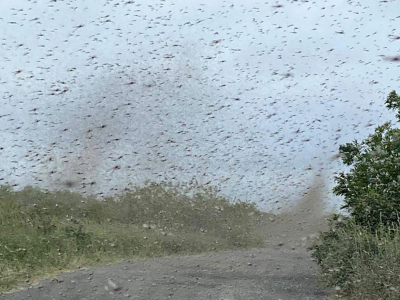 “Tornado di zanzare” osservato in Russia. 