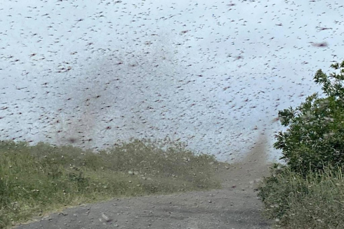 “Tornado di zanzare” osservato in Russia. 