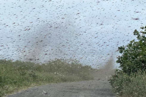 “Tornado di zanzare” osservato in Russia.