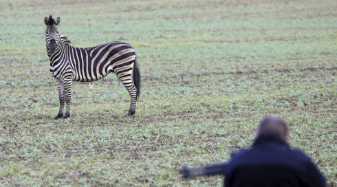 Crudeltà sugli animali, Zebra fugge dal circo ma viene abbattuta