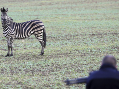 Crudeltà sugli animali, Zebra fugge dal circo ma viene abbattuta