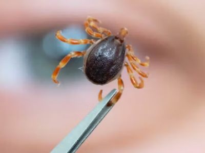 Salute, gli scienziati lanciano l'allarme dopo avere scoperto un virus completamente nuovo e pericoloso