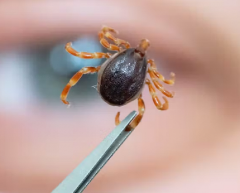 Salute, gli scienziati lanciano l'allarme dopo avere scoperto un virus completamente nuovo e pericoloso