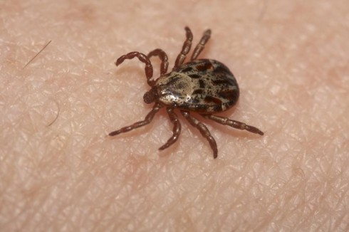 zecca zecca