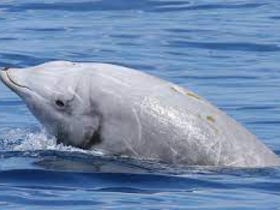 Avvistato cetaceo dal becco di Cuvier al largo della costa siracusana